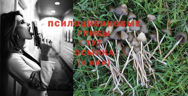 шишки Елизово