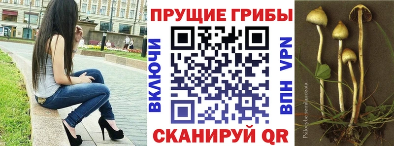 Псилоцибиновые грибы мицелий  Купить  Суздаль 